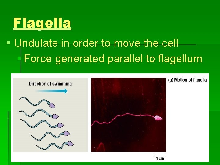 Flagella § Undulate in order to move the cell § Force generated parallel to