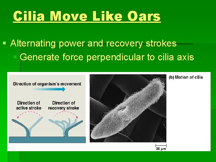 Cilia Move Like Oars § Alternating power and recovery strokes § Generate force perpendicular