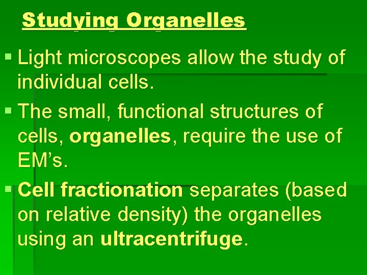 Studying Organelles § Light microscopes allow the study of individual cells. § The small,
