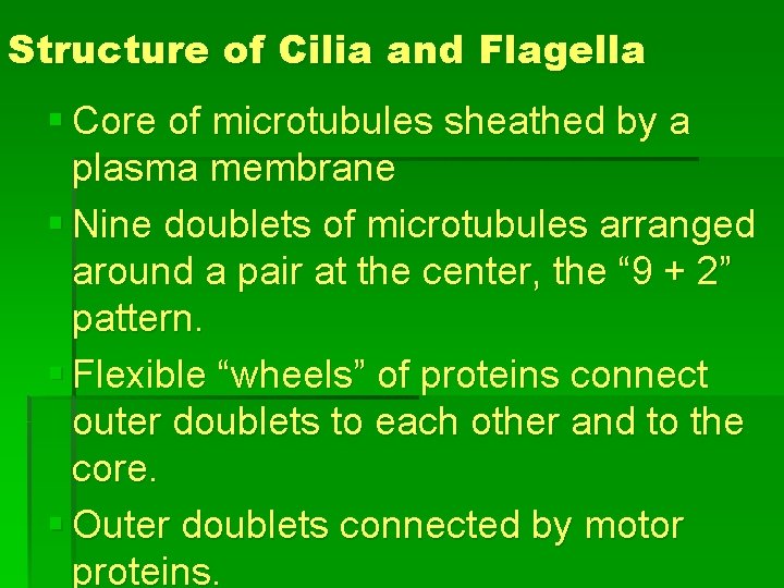 Structure of Cilia and Flagella § Core of microtubules sheathed by a plasma membrane