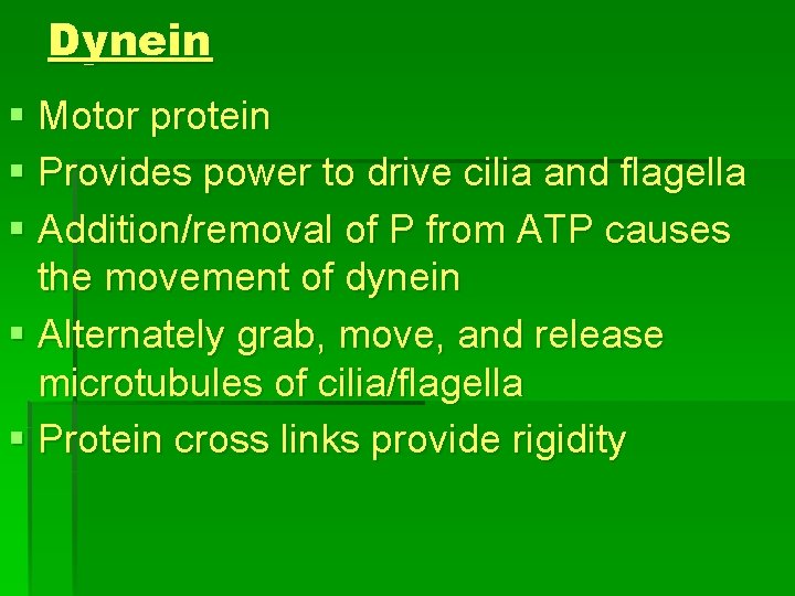 Dynein § Motor protein § Provides power to drive cilia and flagella § Addition/removal