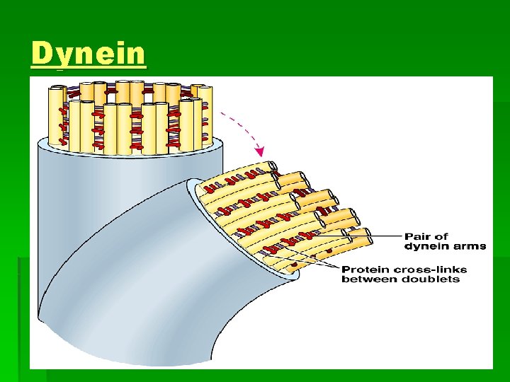 Dynein 