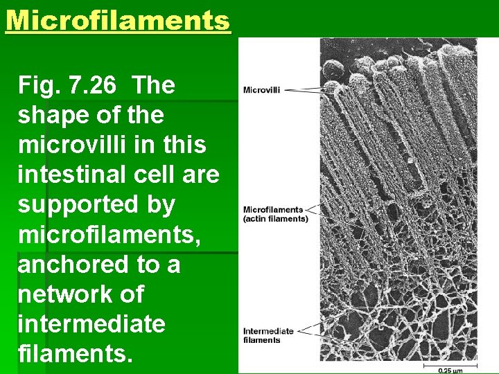 Microfilaments Fig. 7. 26 The shape of the microvilli in this intestinal cell are