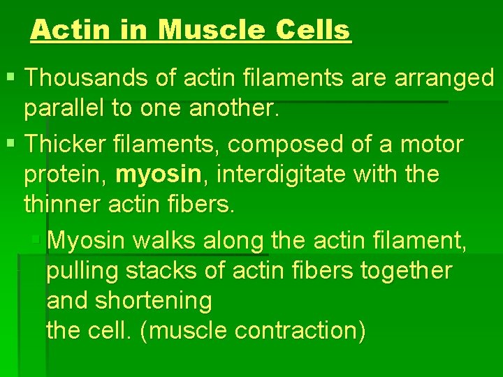 Actin in Muscle Cells § Thousands of actin filaments are arranged parallel to one