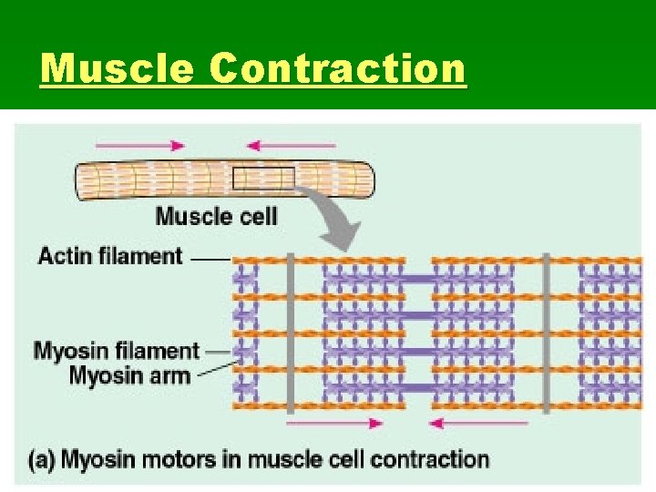 Muscle Contraction 