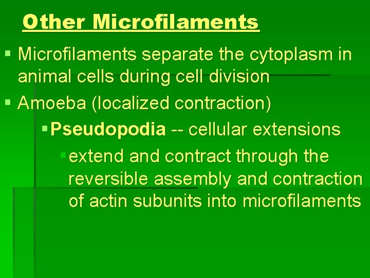 Other Microfilaments § Microfilaments separate the cytoplasm in animal cells during cell division §