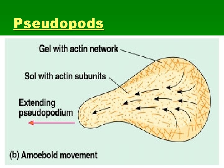 Pseudopods 