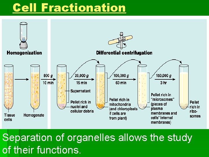 Cell Fractionation Separation of organelles allows the study of their functions. 