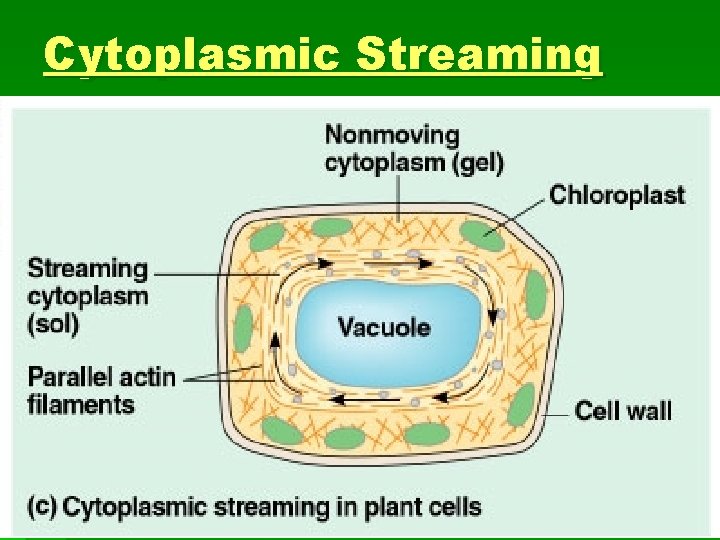 Cytoplasmic Streaming 