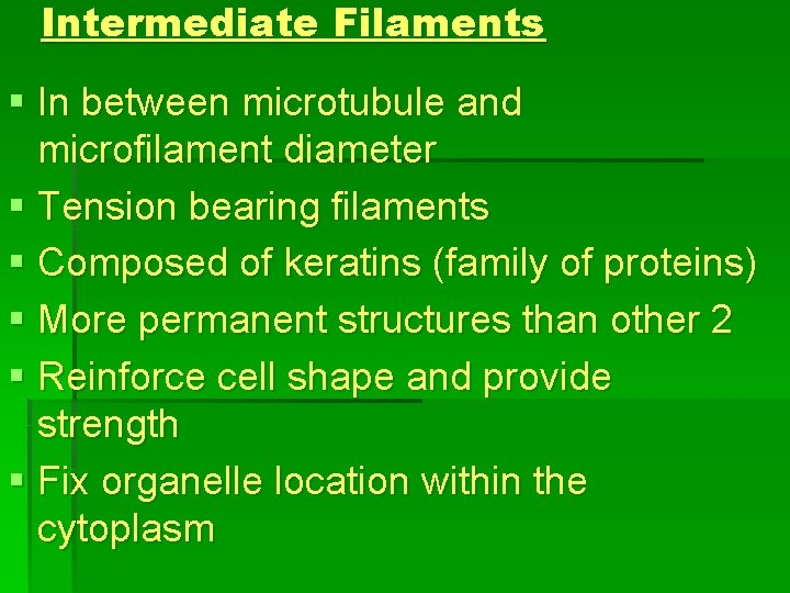 Intermediate Filaments § In between microtubule and microfilament diameter § Tension bearing filaments §