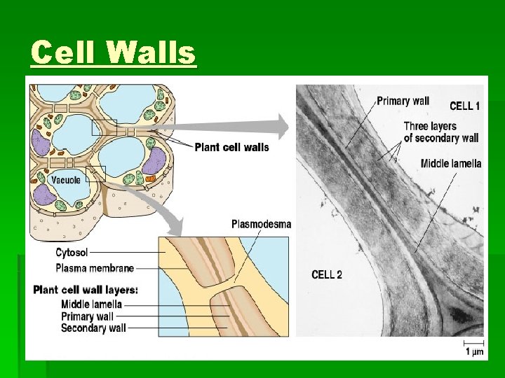 Cell Walls 