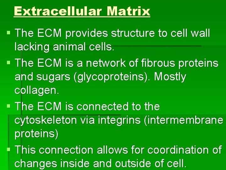 Extracellular Matrix § The ECM provides structure to cell wall lacking animal cells. §