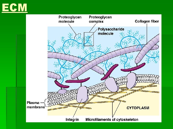 ECM 
