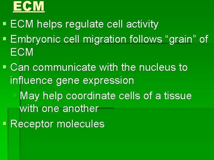 ECM § ECM helps regulate cell activity § Embryonic cell migration follows “grain” of
