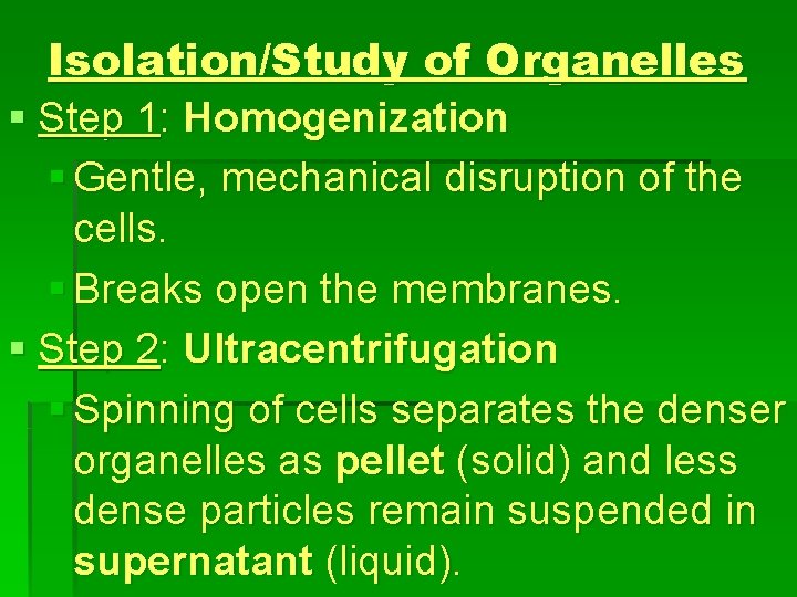Isolation/Study of Organelles § Step 1: Homogenization § Gentle, mechanical disruption of the cells.