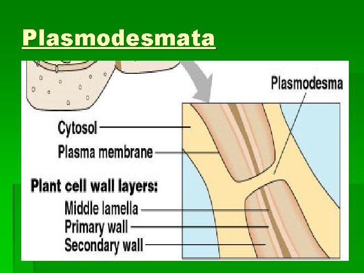 Plasmodesmata 