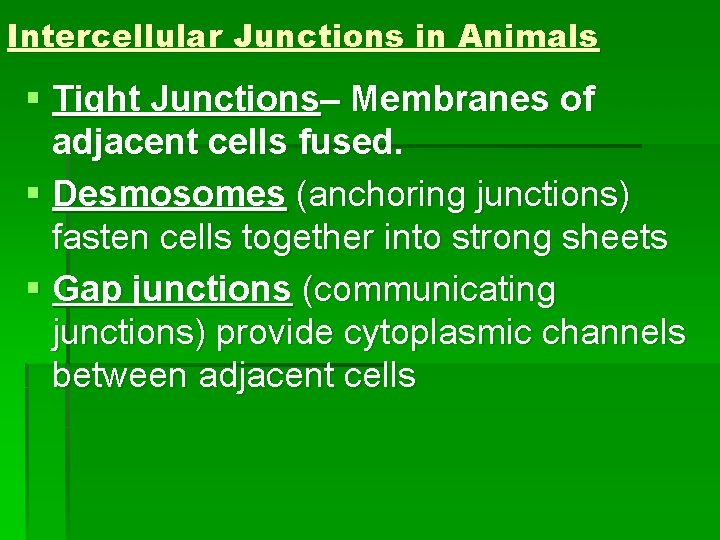 Intercellular Junctions in Animals § Tight Junctions– Membranes of adjacent cells fused. § Desmosomes