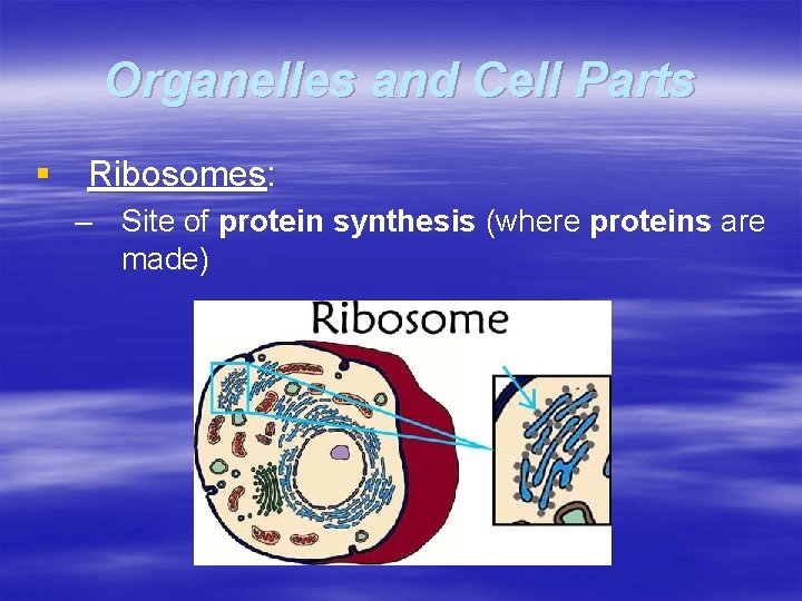 Gateway Biology Content Review Characteristics of Living Things
