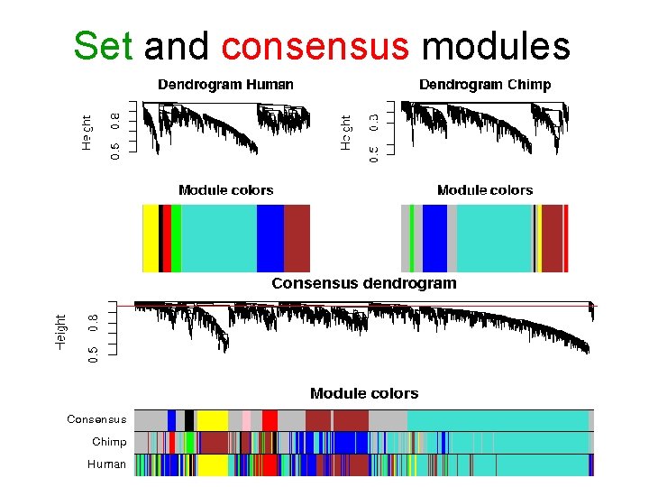 Set and consensus modules 