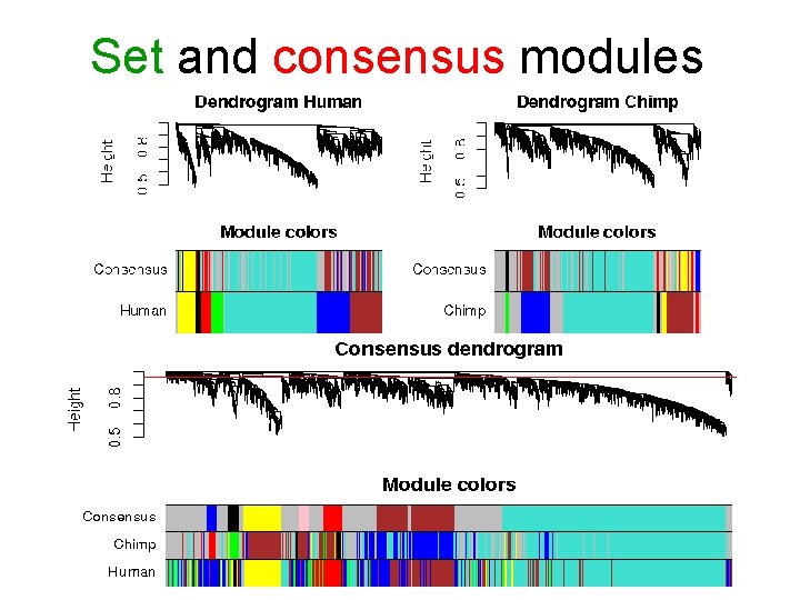 Set and consensus modules 