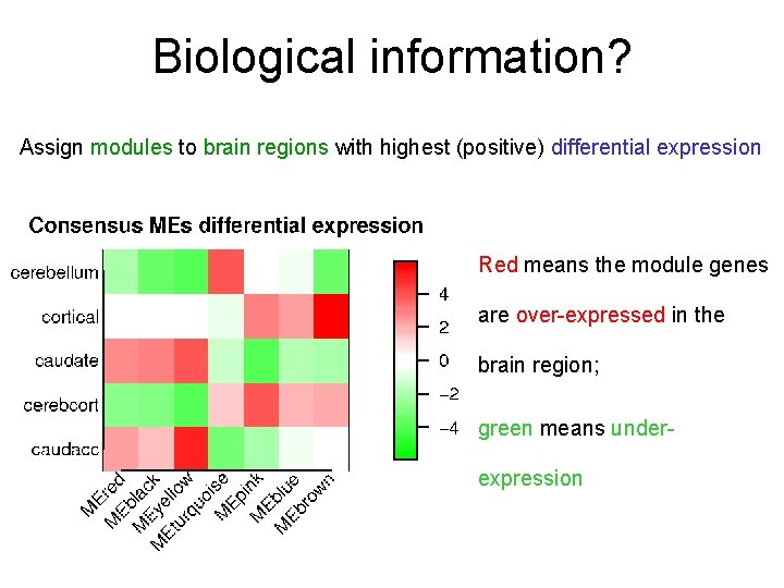 Biological information? Assign modules to brain regions with highest (positive) differential expression Red means