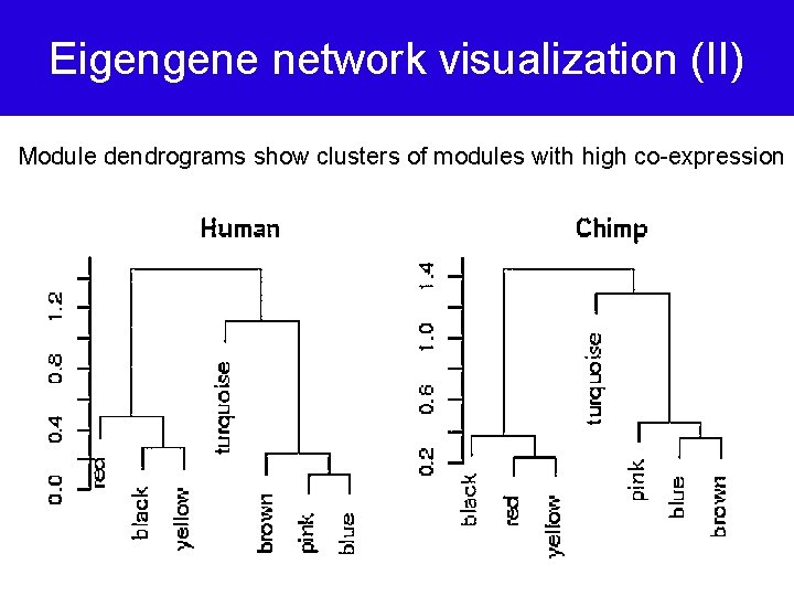 Eigengene network visualization (II) Module dendrograms show clusters of modules with high co-expression 