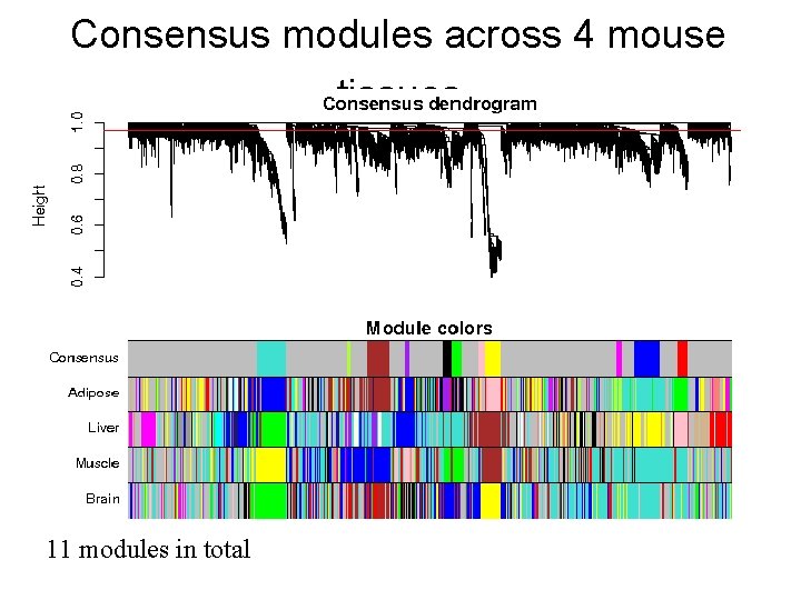 Consensus modules across 4 mouse tissues 11 modules in total 