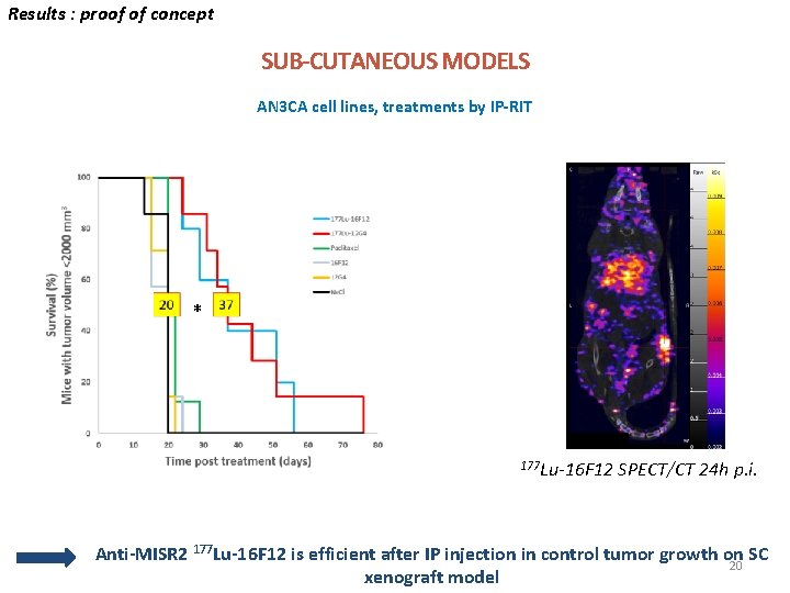 Results : proof of concept SUB-CUTANEOUS MODELS AN 3 CA cell lines, treatments by