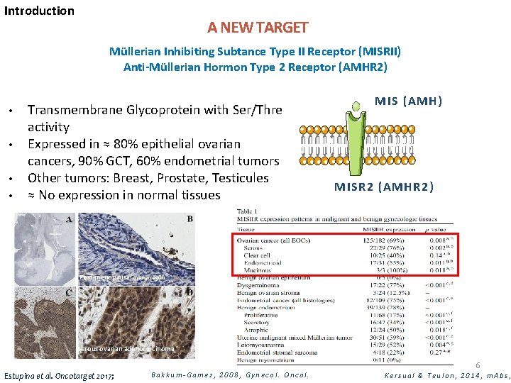 Introduction A NEW TARGET Müllerian Inhibiting Subtance Type II Receptor (MISRII) Anti-Müllerian Hormon Type