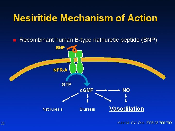 Nesiritide Mechanism of Action n Recombinant human B-type natriuretic peptide (BNP) BNP NPR-A GTP