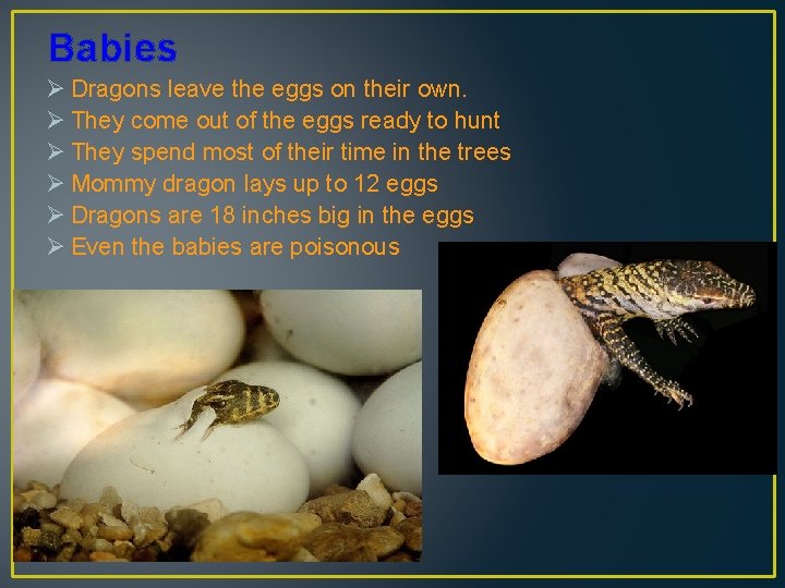 Babies Ø Dragons leave the eggs on their own. Ø They come out of