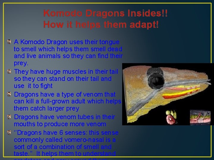 Komodo Dragons Insides!! How it helps them adapt! A Komodo Dragon uses their tongue