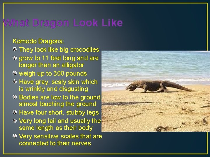 What Dragon Look Like Komodo Dragons: They look like big crocodiles grow to 11