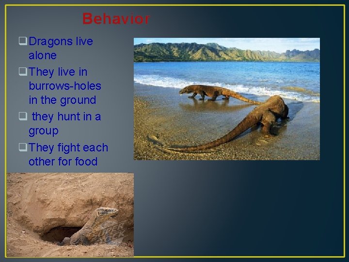 Behavior q. Dragons live alone q. They live in burrows-holes in the ground q