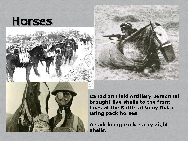 Horses Canadian Field Artillery personnel brought live shells to the front lines at the