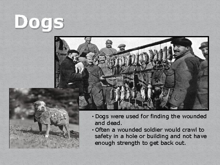 Dogs • Dogs were used for finding the wounded and dead. • Often a