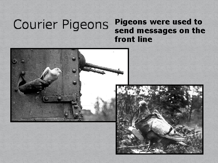 Courier Pigeons were used to send messages on the front line 