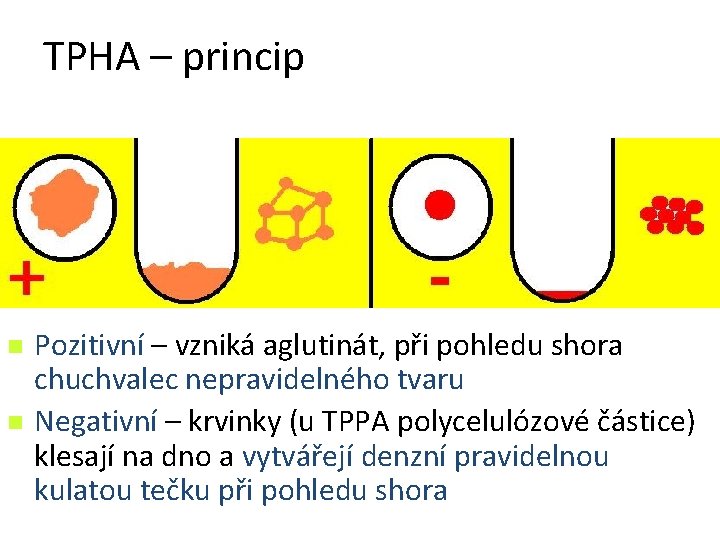 TPHA – princip n n Pozitivní – vzniká aglutinát, při pohledu shora chuchvalec nepravidelného