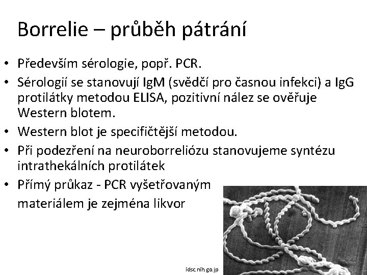 Borrelie – průběh pátrání • Především sérologie, popř. PCR. • Sérologií se stanovují Ig.