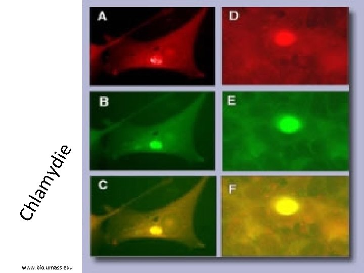 e ydi lam Ch www. bio. umass. edu 