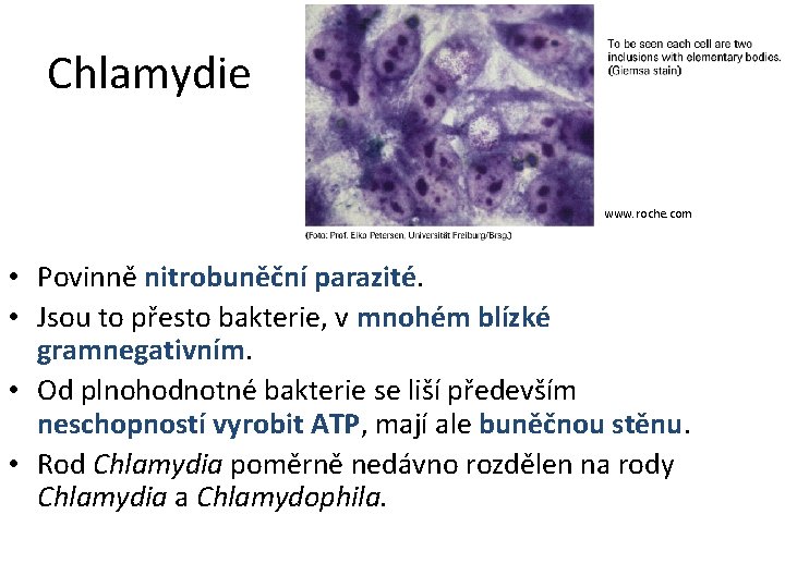 Chlamydie www. roche. com • Povinně nitrobuněční parazité. • Jsou to přesto bakterie, v