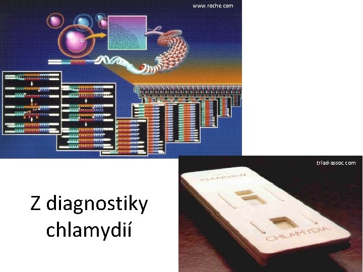  www. roche. com triad-assoc. com Z diagnostiky chlamydií 