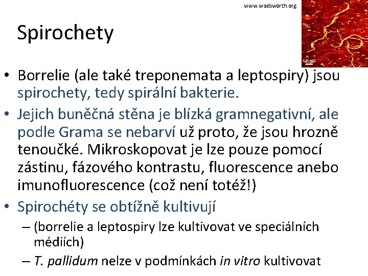 www. wadsworth. org Spirochety • Borrelie (ale také treponemata a leptospiry) jsou spirochety, tedy