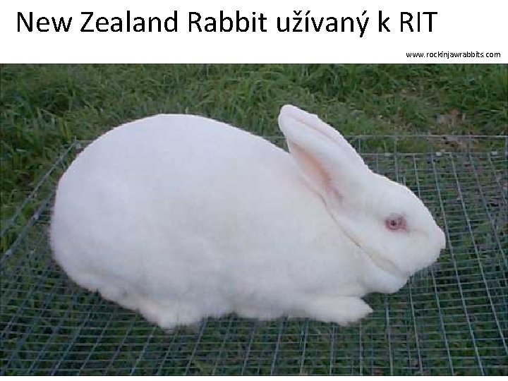New Zealand Rabbit užívaný k RIT www. rockinjawrabbits. com 