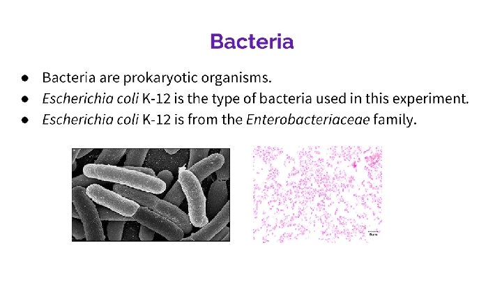 Bacteria are prokaryotic organisms. Escherichia coli K-12 is the type of bacteria used in