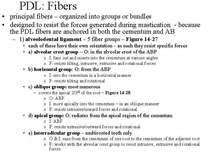 PDL: Fibers • principal fibers – organized into groups or bundles • designed to