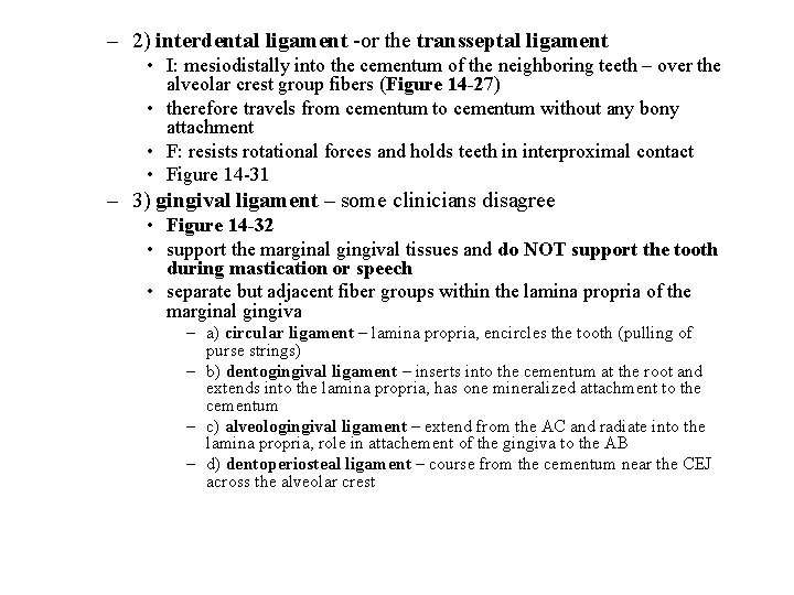 – 2) interdental ligament -or the transseptal ligament • I: mesiodistally into the cementum