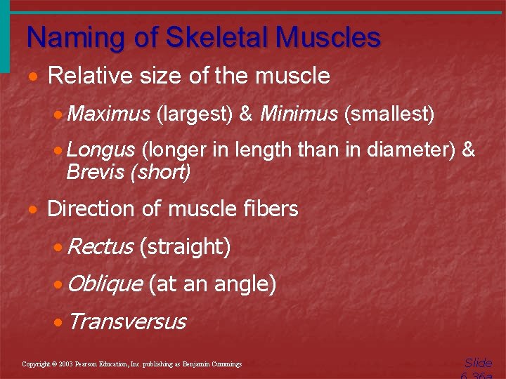 Naming of Skeletal Muscles · Relative size of the muscle · Maximus (largest) &