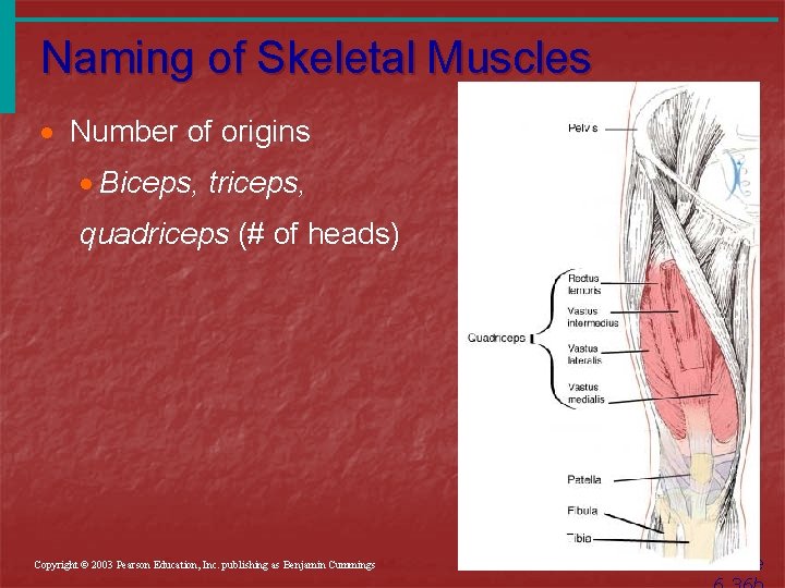 Naming of Skeletal Muscles · Number of origins · Biceps, triceps, quadriceps (# of