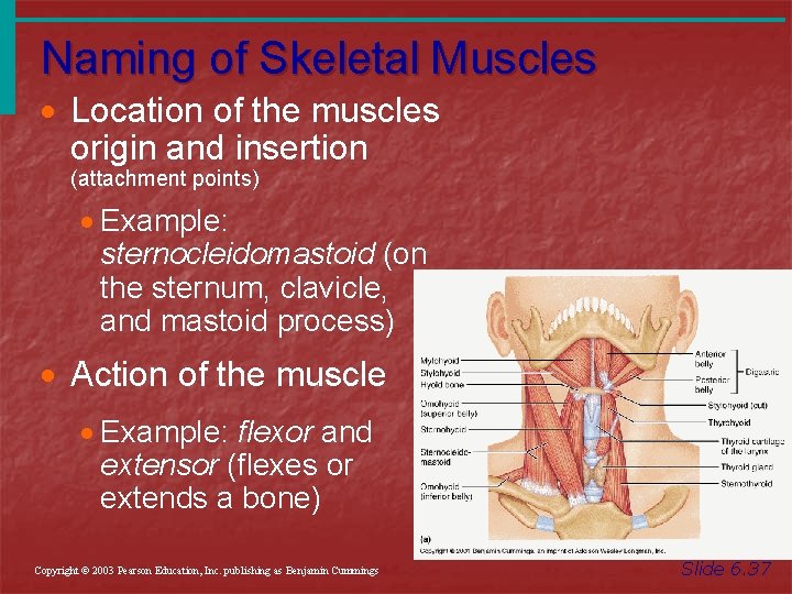 Naming of Skeletal Muscles · Location of the muscles origin and insertion (attachment points)